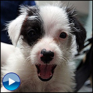 4 Puppies Are Miraculously Rescued From an Air-Tight Tupperware Container