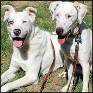 2 Disabled Dogs Help Each Other Through Life - Incredibly Touching