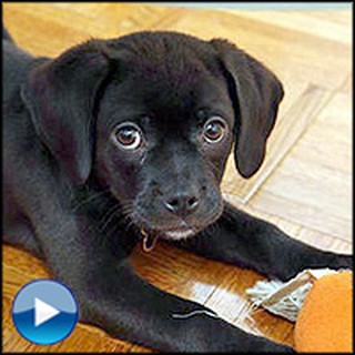 Happy Puppy Loves His New Toy So Much, He Does the Cutest Thing