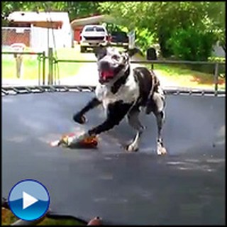 Something Awesome Happens When Animals Use a Trampoline