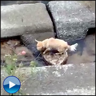 How a Smart Puppy Plays Fetch by Himself - No Humans Needed!