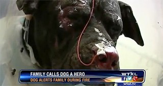 This Family Owes Their Lives to a Canine Guardian Angel - His Act of Heroism is Amazing.