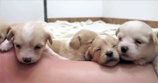 They Went to the Shelter to Rescue 6 Puppies - But Watch What Happens When They Get There