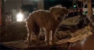 One Man Races Against Time to Save a Puppy in a Train Yard