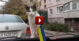 Very Curious Kitten Gets the Surprise of a Lifetime - LOL