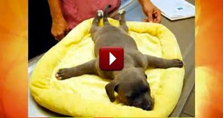 Paralyzed Puppy Thrown in a Trash Can Gets Rescued