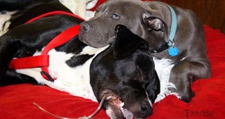 Pit Bull Puppy Gives Other Dogs Incredible Love and Care - a Sight You Need to See