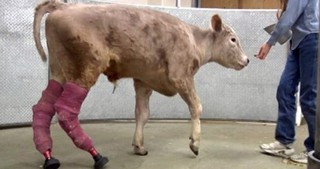 Kind-Hearted Doctors and Scientists Help a Frostbitten Calf Surivive