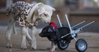 This Piglet Was Headed to The Slaughterhouseâ€¦ Then a Tragedy Saved His Life