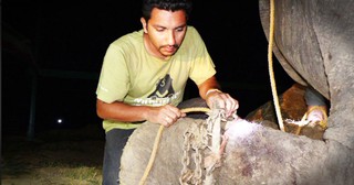 This Elephant Was in Shackles for 50 Years But When He was Freed He Cried SO MANY Tears of Joy!