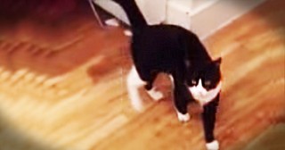 19 Seconds Into This Cat Video, You're Going to Laugh SO Hard