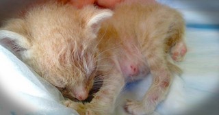 When They Found This Kitten In A Cactus No One Thought He Would Live. This Is A Miracle!