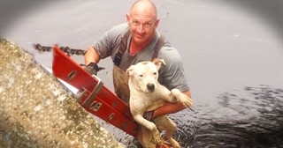 This Dog Had A Guardian Angel In Disguise. Just WAIT 'Til You See Who It Was!