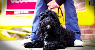 This Puppy Just Saved Everyone On An Entire Street. He's A Cocker Poodle Hero!