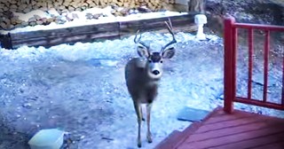 A Man Shares Breakfast With His Adorable Deer Friends