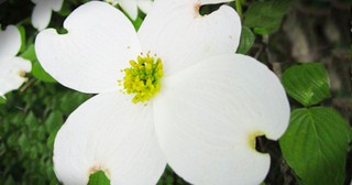 Who Knew THIS Legend About Dogwoods? So Cool!