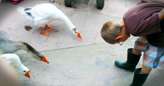 These Geese Are So Polite I Could Hardly Stop Laughing! 