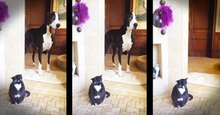 Cat Hilariously Loves The Shower