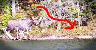 When Her Baby Was Drowning, This Moose Did The INCREDIBLE!