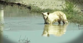 Abandoned Dog Gets Dramatic Desert Rescue