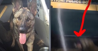 K-9 Officer Is One Funny Car Wash Helper