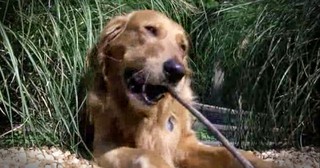 Adorable Dog Escapes And Goes To Daycare