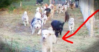 Rescue Dogs Have Sweetest Reaction To Their New Play Space