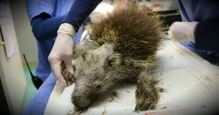 A Sick Porcupine Is Nearly Unrecognizable Before He's Rescued!