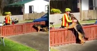 Mailman's Daily Dog Break Will Make You Smile