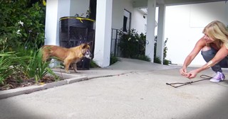 Scared Dog Left In A Cemetery Gets A Touching Rescue