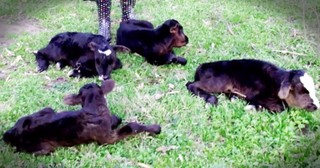 Cow Surprises Farmer With Miraculous Quadruplet Birth