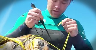 Man Saves Sea Turtle Tangled In A Plastic Balloon