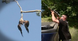 Veteran Sniper Steps In To Save A Trapped Bald Eagle