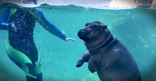 Baby Hippo Enjoys Her First Day Out