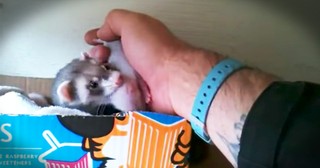 Proud Momma Ferret Shows Human Her Babies