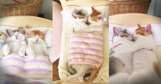 Precious Kittens Just Love To Cuddle Side By Side