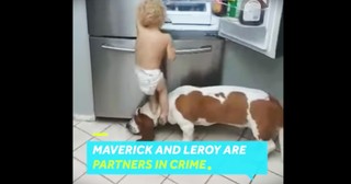 Toddler And His Doggy BFF Are Mischievous Team