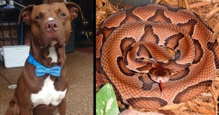 Pit Bull Hears A Little Boy Scream, Then Takes Snake Bite In His Place