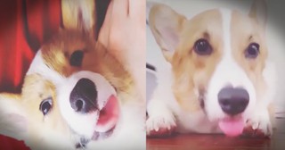 Hilarious Corgi Randomly Sticks Tongue Out 