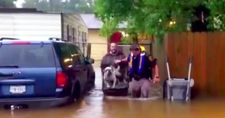 Hurricane Volunteers Band Together To Save Stranded Pets