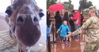 April The Giraffe Helps Soldier With Surprise Homecoming Reunion