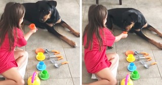 Adorable Dog Lovingly Participates In Tea Party With Little Girl