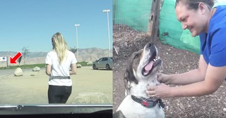 Dog Stranded At Gas Station For 2 Months Finally Gets Rescued
