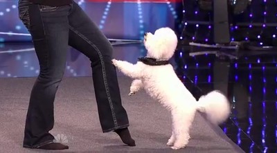 You're Going to LOVE This Doggie Dance Routine