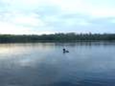 Another Loon Call