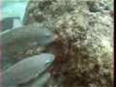 Symbiotic relationships
