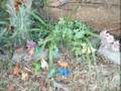 The Good, the Bad and the Orphans