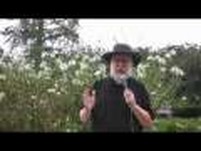 Pavarotti a blue collar tribute