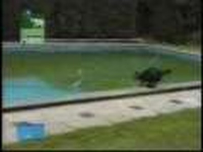 Dog in pool