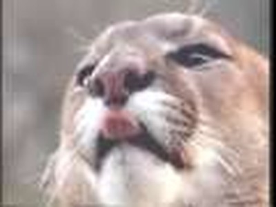 Spiritual Analogy Bear